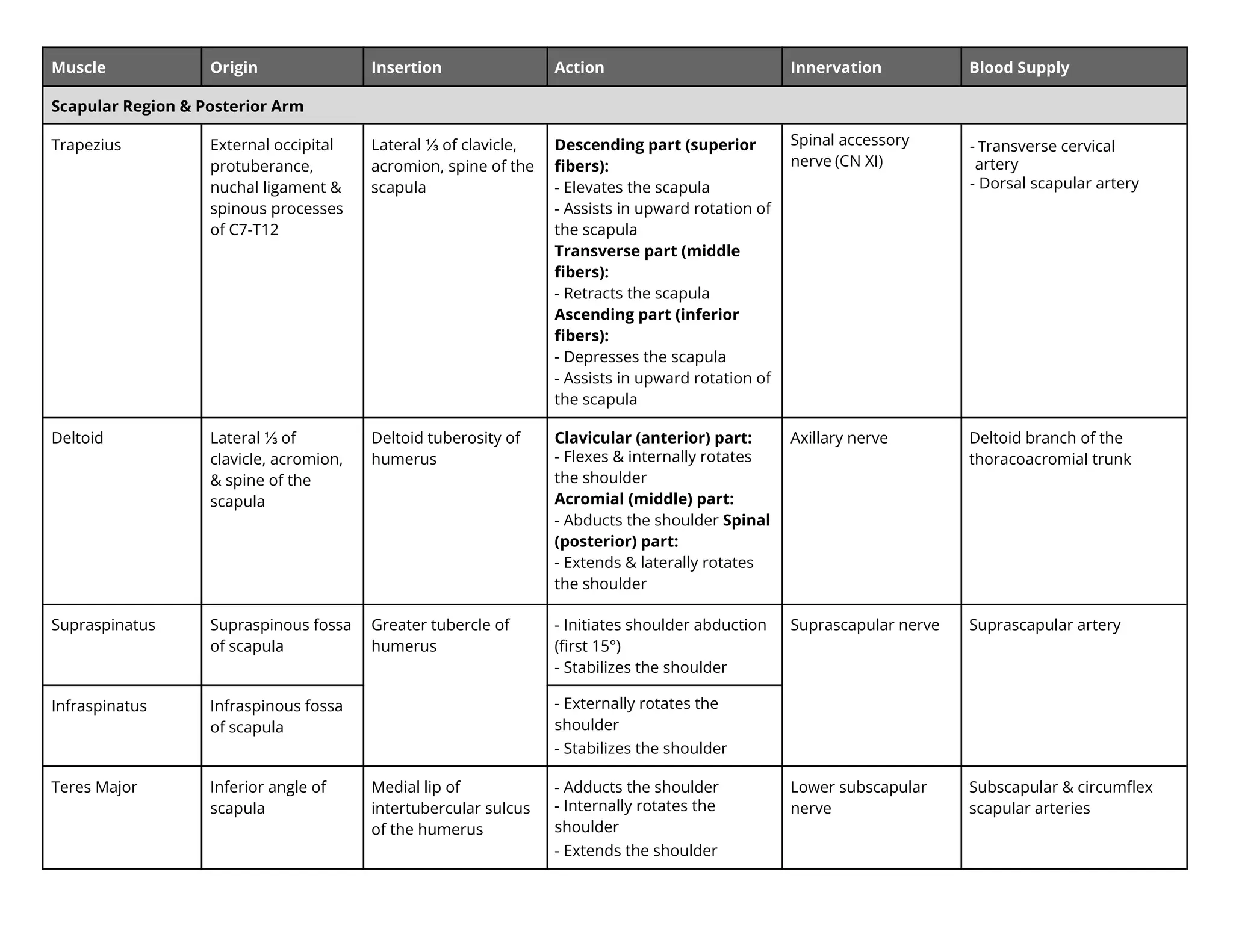 Muscle Origin Insertion Action Innervation Blood Supply
Scapular Region & Posterior Arm
Trapezius External occipital
protuberance,
nuchal ligament &
spinous processes
of C7-T12
Lateral ⅓ of clavicle,
acromion, spine of the
scapula
Descending part (superior
ﬁbers):
- Elevates the scapula
- Assists in upward rotation of
the scapula
Transverse part (middle
ﬁbers):
- Retracts the scapula
Ascending part (inferior
ﬁbers):
- Depresses the scapula
- Assists in upward rotation of
the scapula
Spinal accessory
nerve (CN XI)
- Transverse cervical
artery
- Dorsal scapular artery
Deltoid Lateral ⅓ of
clavicle, acromion,
& spine of the
scapula
Deltoid tuberosity of
humerus
Clavicular (anterior) part:
- Flexes & internally rotates
the shoulder
Acromial (middle) part:
- Abducts the shoulder Spinal
(posterior) part:
- Extends & laterally rotates
the shoulder
Axillary nerve Deltoid branch of the
thoracoacromial trunk
Supraspinatus Supraspinous fossa
of scapula
Greater tubercle of
humerus
- Initiates shoulder abduction
(ﬁrst 15°)
- Stabilizes the shoulder
Suprascapular nerve Suprascapular artery
Infraspinatus Infraspinous fossa
of scapula
- ternally rotates the
shoulder
- Stabilizes the shoulder
Teres Major Inferior angle of
scapula
Medial lip of
intertubercular sulcus
of the humerus
- Adducts the shoulder
- nternally rotates the
shoulder
- Extends the shoulder
Lower subscapular
nerve
Subscapular & circumﬂex
scapular arteries
 
