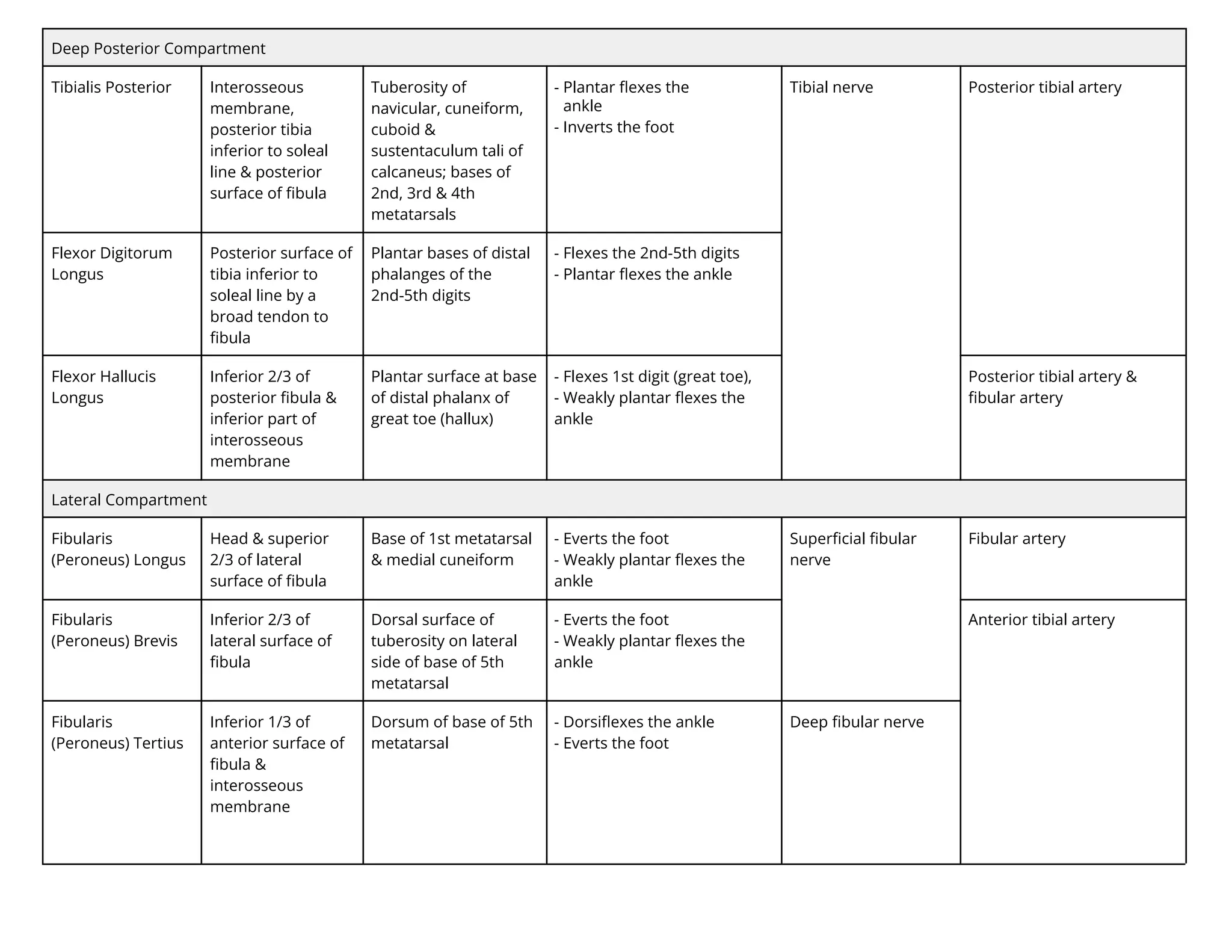 Deep Posterior Compartment
Tibialis Posterior Interosseous
membrane,
posterior tibia
inferior to soleal
line & posterior
surface of ﬁbula
Tuberosity of
navicular, cuneiform,
cuboid &
sustentaculum tali of
calcaneus; bases of
2nd, 3rd & 4th
metatarsals
- Plantar ﬂexes the
ankle
- Inverts the foot
Tibial nerve Posterior tibial artery
Flexor Digitorum
Longus
Posterior surface of
tibia inferior to
soleal line by a
broad tendon to
ﬁbula
Plantar bases of distal
phalanges of the
2nd-5th digits
- Flexes the 2nd-5th digits
- Plantar ﬂexes the ankle
Flexor Hallucis
Longus
Inferior 2/3 of
posterior ﬁbula &
inferior part of
interosseous
membrane
Plantar surface at base
of distal phalanx of
great toe (hallux)
- Flexes 1st digit (great toe),
- Weakly plantar ﬂexes the
ankle
Posterior tibial artery &
ﬁbular artery
Lateral Compartment
Fibularis
(Peroneus) Longus
Head & superior
2/3 of lateral
surface of ﬁbula
Base of 1st metatarsal
& medial cuneiform
- Everts the foot
- Weakly plantar ﬂexes the
ankle
Superﬁcial ﬁbular
nerve
Fibular artery
Fibularis
(Peroneus) Brevis
Inferior 2/3 of
lateral surface of
ﬁbula
Dorsal surface of
tuberosity on lateral
side of base of 5th
metatarsal
- Everts the foot
- Weakly plantar ﬂexes the
ankle
Anterior tibial artery
Fibularis
(Peroneus) Tertius
Inferior 1/3 of
anterior surface of
ﬁbula &
interosseous
membrane
Dorsum of base of 5th
metatarsal
- Dorsiﬂexes the ankle
- Everts the foot
Deep ﬁbular nerve
 