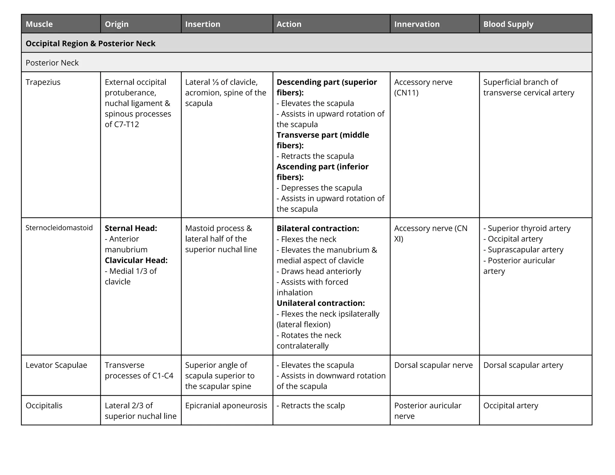 Muscle Origin Insertion Action Innervation Blood Supply
Occipital Region & Posterior Neck
Posterior Neck
Trapezius External occipital
protuberance,
nuchal ligament &
spinous processes
of C7-T12
Lateral ⅓ of clavicle,
acromion, spine of the
scapula
Descending part (superior
ﬁbers):
- Elevates the scapula
- Assists in upward rotation of
the scapula
Transverse part (middle
ﬁbers):
- Retracts the scapula
Ascending part (inferior
ﬁbers):
- Depresses the scapula
- Assists in upward rotation of
the scapula
Accessory nerve
(CN11)
Superﬁcial branch of
transverse cervical artery
Sternocleidomastoid Sternal Head:
- Anterior
manubrium
Clavicular Head:
- Medial 1/3 of
clavicle
Mastoid process &
lateral half of the
superior nuchal line
Bilateral contraction:
- Flexes the neck
- Elevates the manubrium &
medial aspect of clavicle
- Draws head anteriorly
- Assists with forced
inhalation
Unilateral contraction:
- Flexes the neck ipsilaterally
(lateral ﬂexion)
- Rotates the neck
contralaterally
Accessory nerve (CN
XI)
- Superior thyroid artery
- Occipital artery
- Suprascapular artery
- Posterior auricular
artery
Levator Scapulae Transverse
processes of C1-C4
Superior angle of
scapula superior to
the scapular spine
- Elevates the scapula
- Assists in downward rotation
of the scapula
Dorsal scapular nerve Dorsal scapular artery
Occipitalis Lateral 2/3 of
superior nuchal line
Epicranial aponeurosis - Retracts the scalp Posterior auricular
nerve
Occipital artery
 