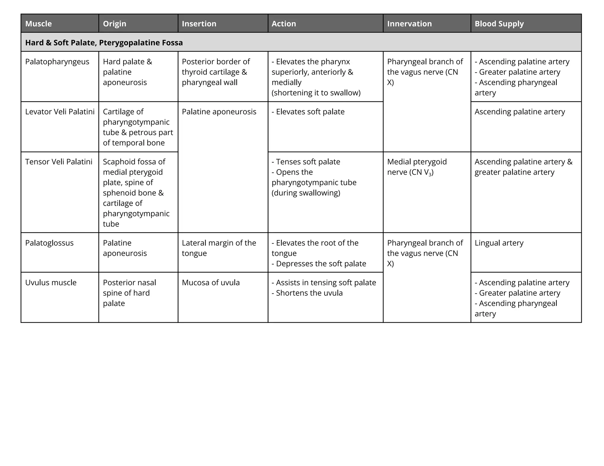 Muscle Origin Insertion Action Innervation Blood Supply
Hard & Soft Palate, Pterygopalatine Fossa
Palatopharyngeus Hard palate &
palatine
aponeurosis
Posterior border of
thyroid cartilage &
pharyngeal wall
- Elevates the pharynx
superiorly, anteriorly &
medially
(shortening it to swallow)
Pharyngeal branch of
the vagus nerve (CN
X)
- Ascending palatine artery
- Greater palatine artery
- Ascending pharyngeal
artery
Levator Veli Palatini Cartilage of
pharyngotympanic
tube & petrous part
of temporal bone
Palatine aponeurosis - Elevates soft palate Ascending palatine artery
Tensor Veli Palatini Scaphoid fossa of
medial pterygoid
plate, spine of
sphenoid bone &
cartilage of
pharyngotympanic
tube
- Tenses soft palate
- Opens the
pharyngotympanic tube
(during swallowing)
Medial pterygoid
nerve (CN V3)
Ascending palatine artery &
greater palatine artery
Palatoglossus Palatine
aponeurosis
Lateral margin of the
tongue
- Elevates the root of the
tongue
- Depresses the soft palate
Pharyngeal branch of
the vagus nerve (CN
X)
Lingual artery
Uvulus muscle Posterior nasal
spine of hard
palate
Mucosa of uvula - Assists in tensing soft palate
- Shortens the uvula
- Ascending palatine artery
- Greater palatine artery
- Ascending pharyngeal
artery
 