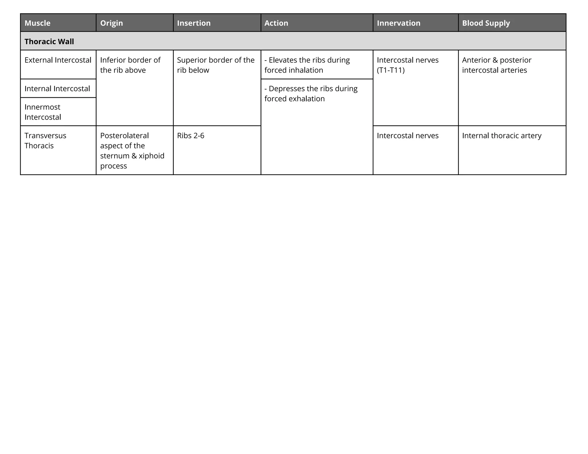Muscle Origin Insertion Action Innervation Blood Supply
Thoracic Wall
External Intercostal Inferior border of
the rib above
Superior border of the
rib below
- Elevates the ribs during
forced inhalation
Intercostal nerves
(T1-T11)
Anterior & posterior
intercostal arteries
Internal Intercostal - Depresses the ribs during
forced exhalation
Innermost
Intercostal
Transversus
Thoracis
Posterolateral
aspect of the
sternum & xiphoid
process
Ribs 2-6 Intercostal nerves Internal thoracic artery
 