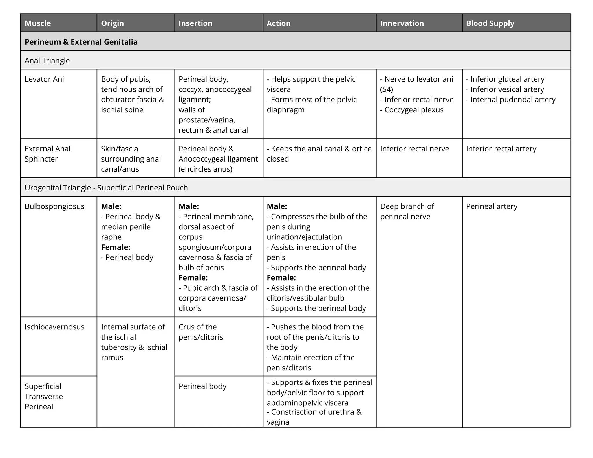 Muscle Origin Insertion Action Innervation Blood Supply
Perineum & External Genitalia
Anal Triangle
Levator Ani Body of pubis,
tendinous arch of
obturator fascia &
ischial spine
Perineal body,
coccyx, anococcygeal
ligament;
walls of
prostate/vagina,
rectum & anal canal
- Helps support the pelvic
viscera
- Forms most of the pelvic
diaphragm
- Nerve to levator ani
(S4)
- Inferior rectal nerve
- Coccygeal plexus
- Inferior gluteal artery
- Inferior vesical artery
- Internal pudendal artery
External Anal
Sphincter
Skin/fascia
surrounding anal
canal/anus
Perineal body &
Anococcygeal ligament
(encircles anus)
- Keeps the anal canal & orﬁce
closed
Inferior rectal nerve Inferior rectal artery
Urogenital Triangle - Superﬁcial Perineal Pouch
Bulbospongiosus Male:
- Perineal body &
median penile
raphe
Female:
- Perineal body
Male:
- Perineal membrane,
dorsal aspect of
corpus
spongiosum/corpora
cavernosa & fascia of
bulb of penis
Female:
- Pubic arch & fascia of
corpora cavernosa/
clitoris
Male:
- Compresses the bulb of the
penis during
urination/ejactulation
- Assists in erection of the
penis
- Supports the perineal body
Female:
- Assists in the erection of the
clitoris/vestibular bulb
- Supports the perineal body
Deep branch of
perineal nerve
Perineal artery
Ischiocavernosus Internal surface of
the ischial
tuberosity & ischial
ramus
Crus of the
penis/clitoris
- Pushes the blood from the
root of the penis/clitoris to
the body
- Maintain erection of the
penis/clitoris
Superﬁcial
Transverse
Perineal
Perineal body
- Supports & ﬁxes the perineal
body/pelvic ﬂoor to support
abdominopelvic viscera
- Constrisction of urethra &
vagina
 