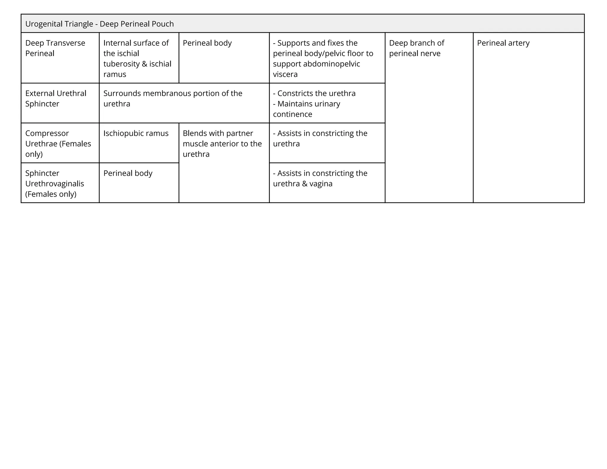 Urogenital Triangle - Deep Perineal Pouch
Deep Transverse
Perineal
Internal surface of
the ischial
tuberosity & ischial
ramus
Perineal body - Supports and ﬁxes the
perineal body/pelvic ﬂoor to
support abdominopelvic
viscera
Deep branch of
perineal nerve
Perineal artery
External Urethral
Sphincter
Surrounds membranous portion of the
urethra
- Constricts the urethra
- Maintains urinary
continence
Compressor
Urethrae (Females
only)
Ischiopubic ramus Blends with partner
muscle anterior to the
urethra
- Assists in constricting the
urethra
Sphincter
Urethrovaginalis
(Females only)
Perineal body - Assists in constricting the
urethra & vagina
 