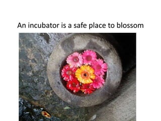 An incubator is a safe place to blossom
 