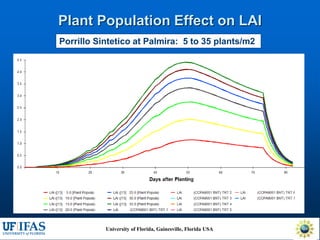 Virtual Crop Modeling for Genetic Improvement and Understanding G x E Interactions