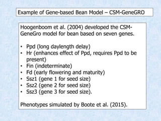 Virtual Crop Modeling for Genetic Improvement and Understanding G x E Interactions