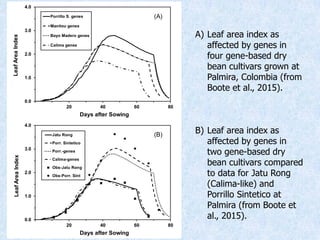 Virtual Crop Modeling for Genetic Improvement and Understanding G x E Interactions