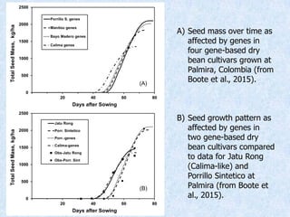 Virtual Crop Modeling for Genetic Improvement and Understanding G x E Interactions