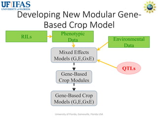Virtual Crop Modeling for Genetic Improvement and Understanding G x E Interactions