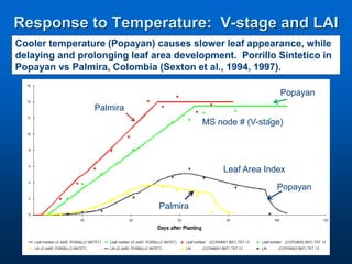 Virtual Crop Modeling for Genetic Improvement and Understanding G x E Interactions