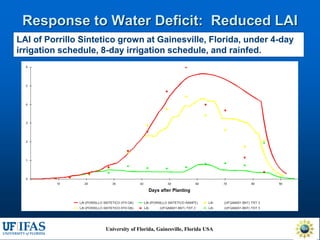 Virtual Crop Modeling for Genetic Improvement and Understanding G x E Interactions
