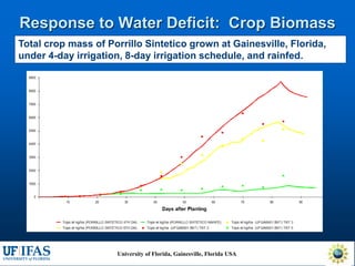 Virtual Crop Modeling for Genetic Improvement and Understanding G x E Interactions