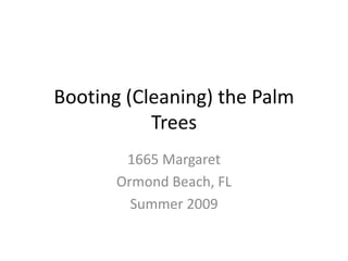 Booting (Cleaning) the Palm Trees 1665 Margaret Ormond Beach, FL Summer 2009 