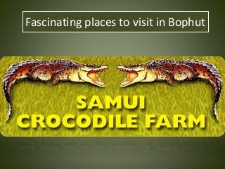 Fascinating places to visit in Bophut
 