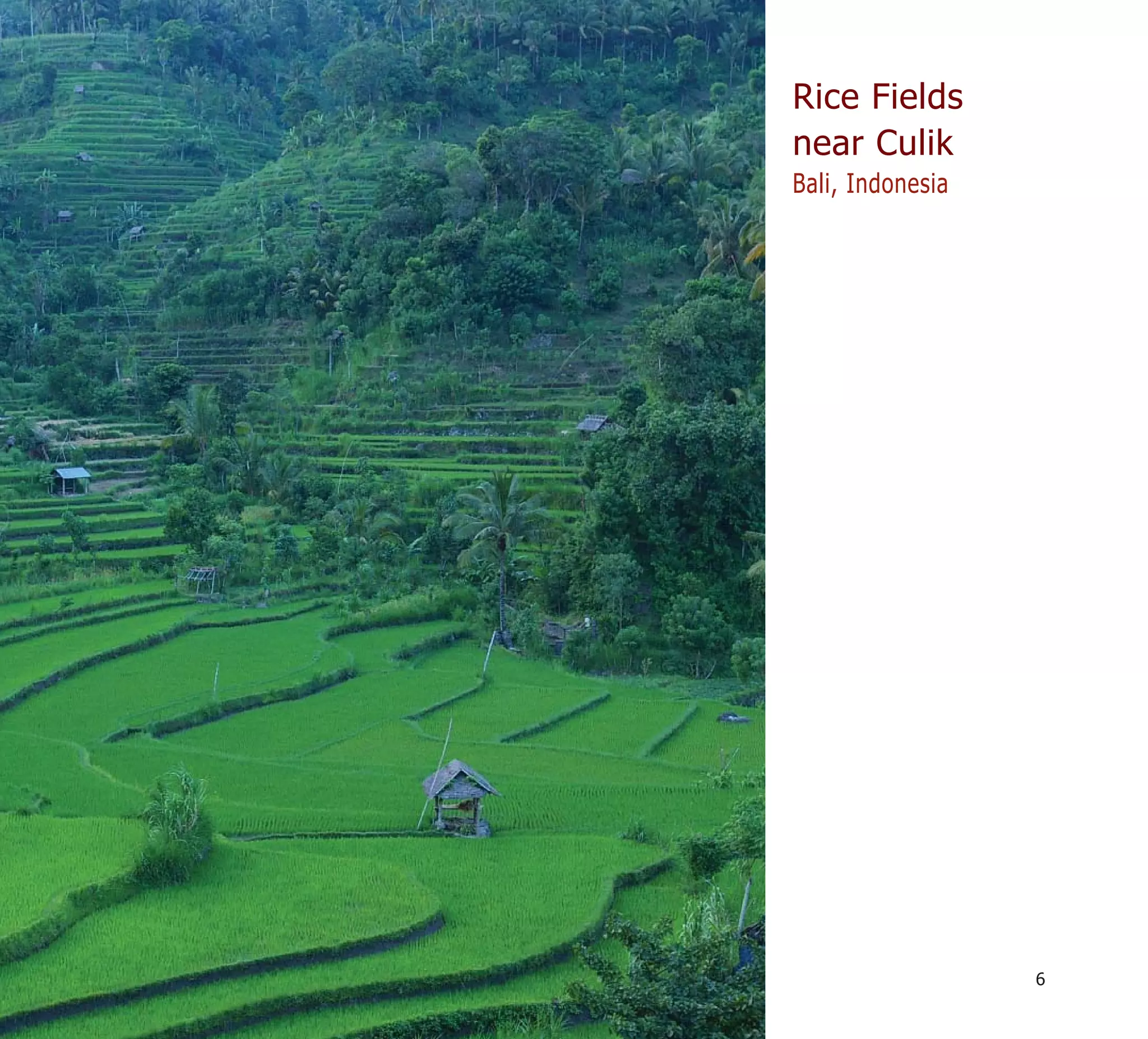 Rice Fields
near Culik
Bali, Indonesia




                  6
 