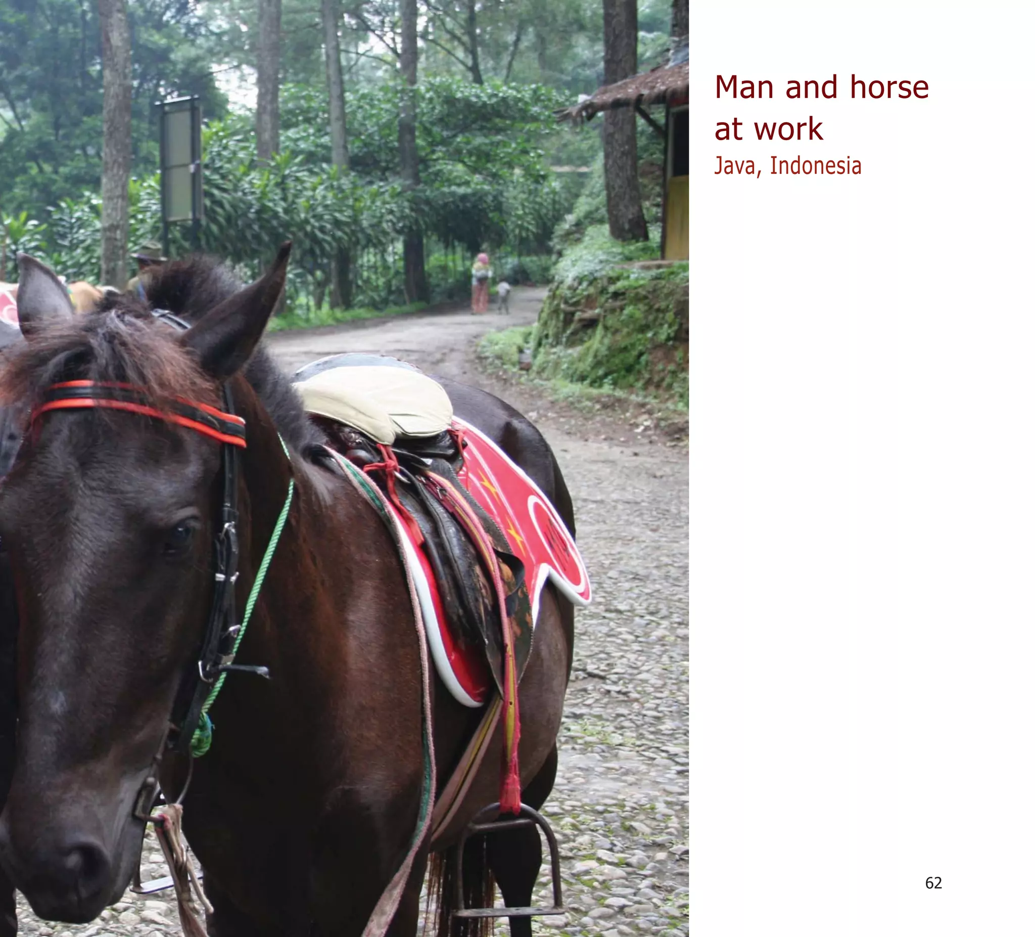 Man and horse
at work
Java, Indonesia




                  62
 