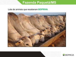 Fazenda Paquetá/MS
Lote de animais que receberam BOPRIVA
 