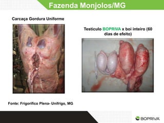 Fazenda Monjolos/MG
  Carcaça Gordura Uniforme

                                         Testículo BOPRIVA x boi inteiro (60
                                                    dias de efeito)




Fonte: Frigorífico Plena- Unifrigo, MG
 