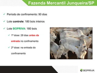 Fazenda Mercantil Junqueira/SP

 Período de confinamento: 90 dias

 Lote controle: 180 bois inteiros

 Lote BOPRIVA: 180 bois

    1ª dose: 28 dias antes da

      entrada no confinamento

    2ª dose: na entrada do

      confinamento
 