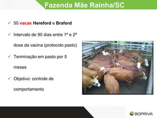 Fazenda Mãe Rainha/SC

 50 vacas Hereford e Braford

 Intervalo de 90 dias entre 1ª e 2ª

   dose da vacina (protocolo pasto)

 Terminação em pasto por 5

   meses

 Objetivo: controle de

   comportamento
 
