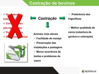 Castração de bovinos

 Procedimento                                    Preferência dos
trabalhoso                Castração              frigoríficos
 Complicações
pós-operatórias                                   Melhor qualidade de
 Perda de peso                                  carne (cobertura de
                       Animais mais dóceis
 Sofrimento animal                              gordura e coloração)
                        Facilidade de manejo
                        Preservação das
                       instalações e pastagens
                        Menor ocorrência de
                       lesões e problemas de
                       casco
 