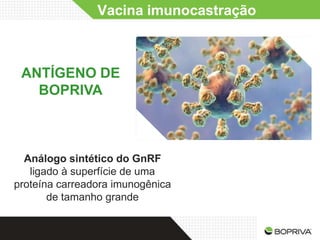 Vacina imunocastração



 ANTÍGENO DE
   BOPRIVA



  Análogo sintético do GnRF
   ligado à superfície de uma
proteína carreadora imunogênica
       de tamanho grande
 