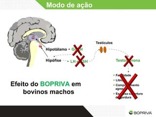 Modo de ação




                                            Testículos
                    Hipotálamo   GnRH
Hipotálamo   Hipotálamo
                     Hipófise    LH e FSH                  Testosterona


                                                          Fertilidade
                                                          Libido
 Efeito do BOPRIVA em                                     Comportamento
                                                           agressivo
     bovinos machos                                       Escassa cobertura
                                                           de gordura
 
