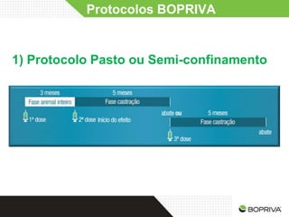 Protocolos BOPRIVA


1) Protocolo Pasto ou Semi-confinamento
 