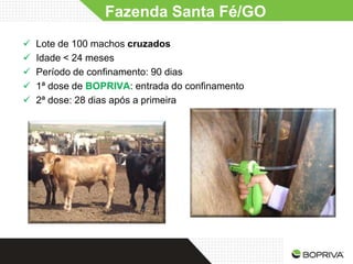 Fazenda Santa Fé/GO
   Lote de 100 machos cruzados
   Idade < 24 meses
   Período de confinamento: 90 dias
   1ª dose de BOPRIVA: entrada do confinamento
   2ª dose: 28 dias após a primeira
 