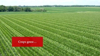Crops grow…
 
