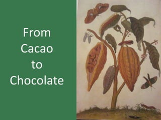 From
  Cacao
    to
Chocolate
 