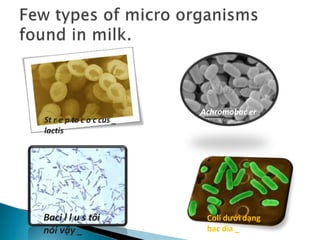 St r e p to c o c cus _
lactis
Achromobac er
_
Coli dưới dạng
bac dia _
Baci l l u s tôi
nói vậy _
 