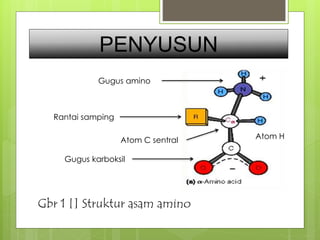 PENYUSUN 
Atom C sentral 
Gugus karboksil 
Gbr 1 [] Struktur asam amino 
Atom H 
Gugus amino 
Rantai samping 
 