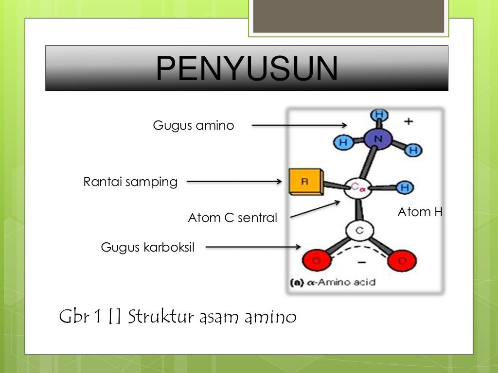 Biokimia Struktur Protein