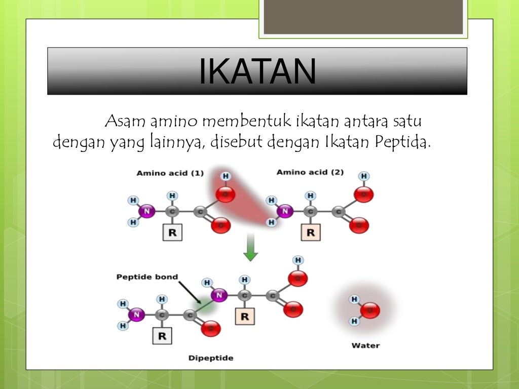 Biokimia Struktur Protein