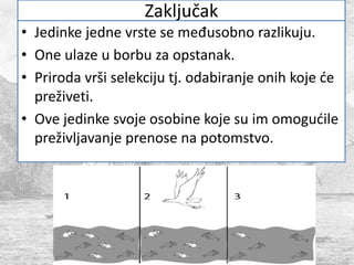 Zaključak
• Jedinke jedne vrste se međusobno razlikuju.
• One ulaze u borbu za opstanak.
• Priroda vrši selekciju tj. odabiranje onih koje će
preživeti.
• Ove jedinke svoje osobine koje su im omogućile
preživljavanje prenose na potomstvo.
 