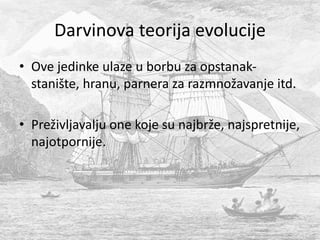 • Ove jedinke ulaze u borbu za opstanak-
stanište, hranu, parnera za razmnožavanje itd.
• Preživljavalju one koje su najbrže, najspretnije,
najotpornije.
Darvinova teorija evolucije
 