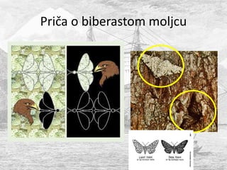 Priča o biberastom moljcu
 