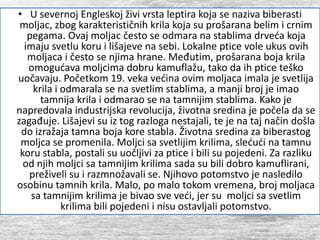 • U severnoj Engleskoj živi vrsta leptira koja se naziva biberasti
moljac, zbog karakterističnih krila koja su prošarana belim i crnim
pegama. Ovaj moljac često se odmara na stablima drveća koja
imaju svetlu koru i lišajeve na sebi. Lokalne ptice vole ukus ovih
moljaca i često se njima hrane. Međutim, prošarana boja krila
omogućava moljcima dobru kamuflažu, tako da ih ptice teško
uočavaju. Početkom 19. veka većina ovim moljaca imala je svetlija
krila i odmarala se na svetlim stablima, a manji broj je imao
tamnija krila i odmarao se na tamnijim stablima. Kako je
napredovala industrijska revolucija, životna sredina je počela da se
zagađuje. Lišajevi su iz tog razloga nestajali, te je na taj način došla
do izražaja tamna boja kore stabla. Životna sredina za biberastog
moljca se promenila. Moljci sa svetlijim krilima, slećući na tamnu
koru stabla, postali su uočljivi za ptice i bili su pojedeni. Za razliku
od njih moljci sa tamnijim krilima sada su bili dobro kamuflirani,
preživeli su i razmnožavali se. Njihovo potomstvo je nasledilo
osobinu tamnih krila. Malo, po malo tokom vremena, broj moljaca
sa tamnijim krilima je bivao sve veći, jer su moljci sa svetlim
krilima bili pojedeni i nisu ostavljali potomstvo.
 