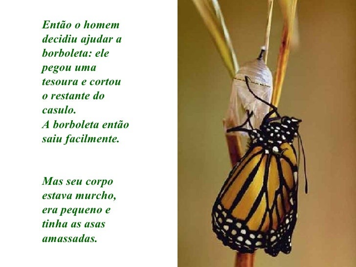 Porque O Homem Ajudou A Borboleta A Sair Do Casulo
