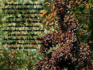 Geralmente começa em
torno de outubro, viajando
cerca de 50 quilômetros
por dia. O ciclo de
migração da Monarca
apresenta inúmeros
obstáculos em que muitas
perdem suas vidas.
As Monarcas viajam mais
de 4.000 Km para migrar e
fugir do inverno.

 