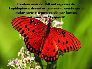 Existem mais de 150 mil espécies de
Lepidópteros descritos no mundo, sendo que a
maior parte é representada por formas
noturnas, as Mariposas.

 