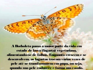 A Borboleta passa a maior parte da vida em
estado de larva (lagarta) vegetariana,
alimentando-se de folhas. Enquanto crescem e se
desenvolvem, as lagartas trocam várias vezes de
pele até se transformarem em pupa, ou seja,
quando sua pele endurece e forma um casulo.

 
