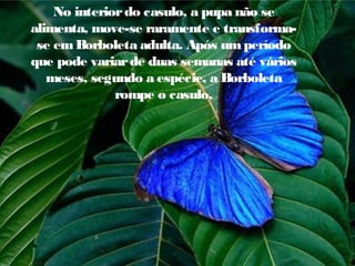 No interior do casulo, a pupa não se
alimenta, move-se raramente e transformase em Borboleta adulta. Após um período
que pode variar de duas semanas até vários
meses, segundo a espécie, a Borboleta
rompe o casulo.

 