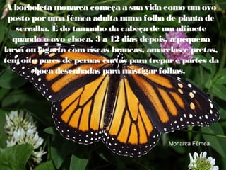 A borboleta monarca começa a sua vida como um ovo
posto por uma fêmea adulta numa folha de planta de
serralha. É do tamanho da cabeça de um alfinete
quando o ovo choca, 3 a 12 dias depois, a pequena
larva ou lagarta com riscas brancas, amarelas e pretas,
tem oito pares de pernas curtas para trepar e partes da
boca desenhadas para mastigar folhas.

Monarca Fêmea

 