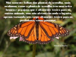 Mas somente folhas das plantas de serralha, mais
nenhuma, como a planta de serralha tem uma seiva
branca e pegajosa que é altamente tóxica para os
outros animais, mas não afetam em nada a lagarta,
apenas tornando seu corpo altamente tóxico para os
predadores, como pássaros.

Monarca Macho

 