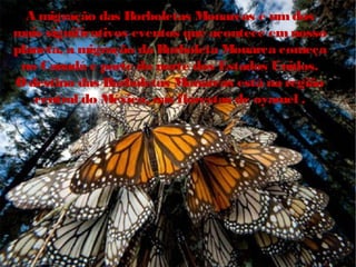 A migração das Borboletas Monarcas é um dos
mais significativos eventos que acontece em nosso
planeta, a migração da Borboleta Monarca começa
no Canadá e parte do norte dos Estados Unidos.
O destino das Borboletas Monarcas está na região
central do México, nas florestas de oyamel .

 