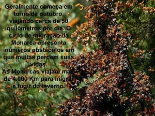 Geralmente começa em
torno de outubro,
viajando cerca de 50
quilômetros por dia. O
ciclo de migração da
Monarca apresenta
inúmeros obstáculos em
que muitas perdem suas
vidas.
As Monarcas viajam mais
de 4.000 Km para migrar
e fugir do inverno.
 