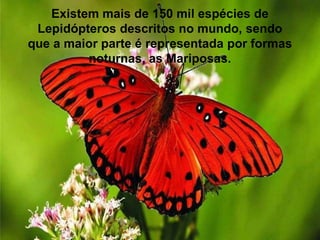 Existem mais de 150 mil espécies de
Lepidópteros descritos no mundo, sendo
que a maior parte é representada por formas
noturnas, as Mariposas.
 