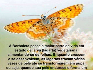 A Borboleta passa a maior parte da vida em
estado de larva (lagarta) vegetariana,
alimentando-se de folhas. Enquanto crescem
e se desenvolvem, as lagartas trocam várias
vezes de pele até se transformarem em pupa,
ou seja, quando sua pele endurece e forma um
 